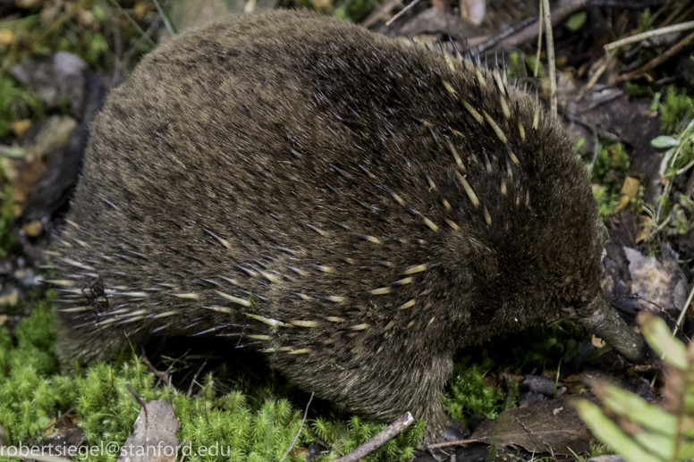 echidna